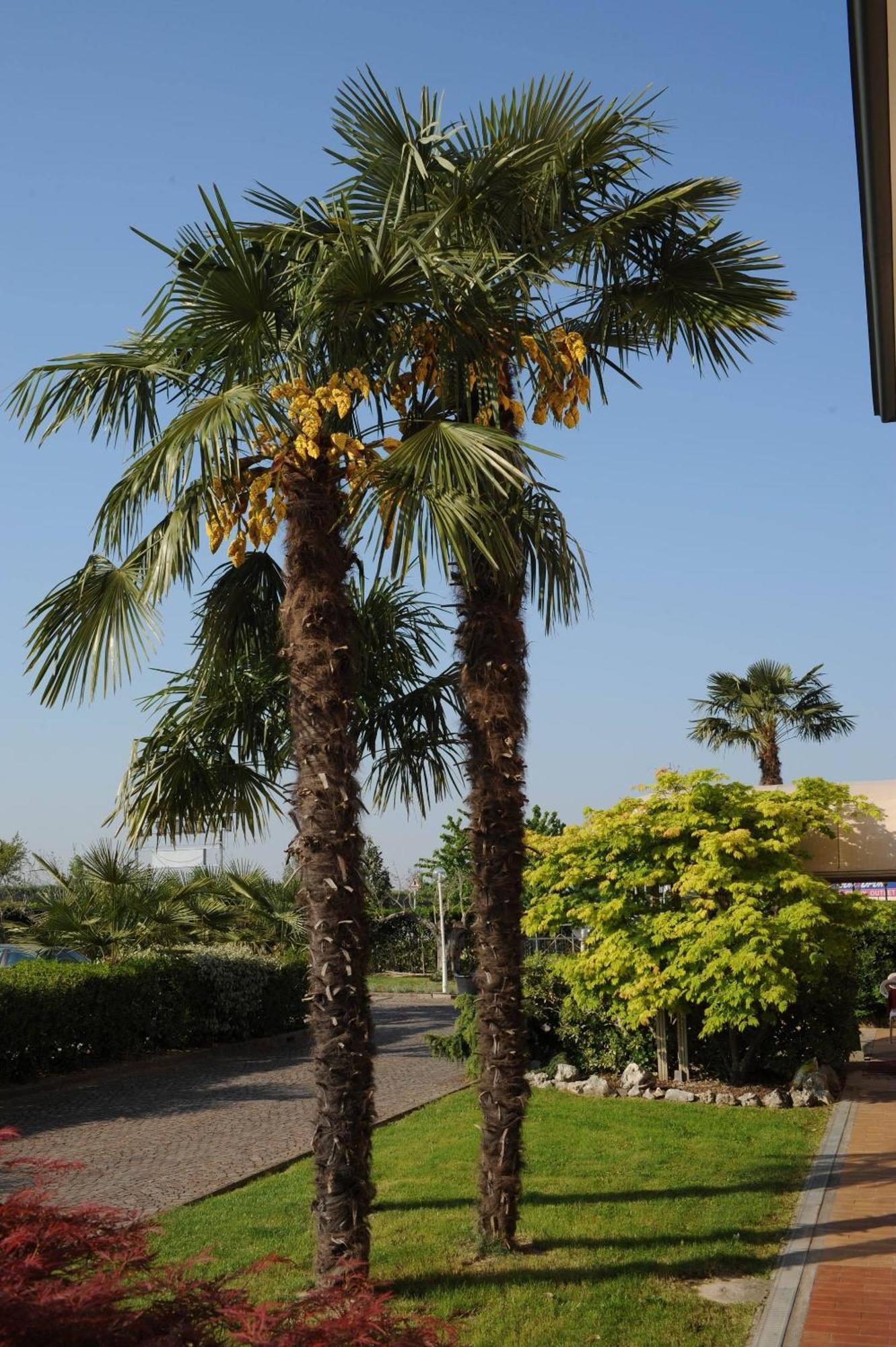 Hotel Master Albignasego Dış mekan fotoğraf
